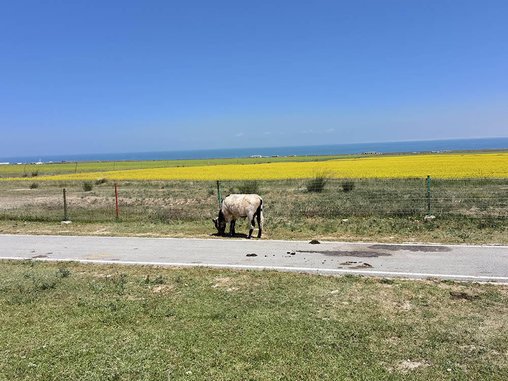 （新春见闻）黄土高原鲜切花热销 海外仓加速筹建