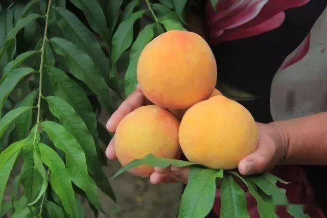 2026黄桃行业市场分析及发展前景预测_保险有温度,人保车险   品牌优势——快速了解燃油汽车车险