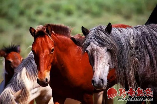 （新春走基层）地下五米“寻马记”