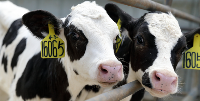 盈利减少1.19亿,创始人柴琇出局:“奶酪第一股”妙可蓝多怎么了?