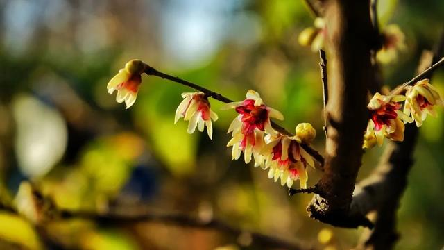 “长庚伴月”将于春分日重现天宇，等你来赏！