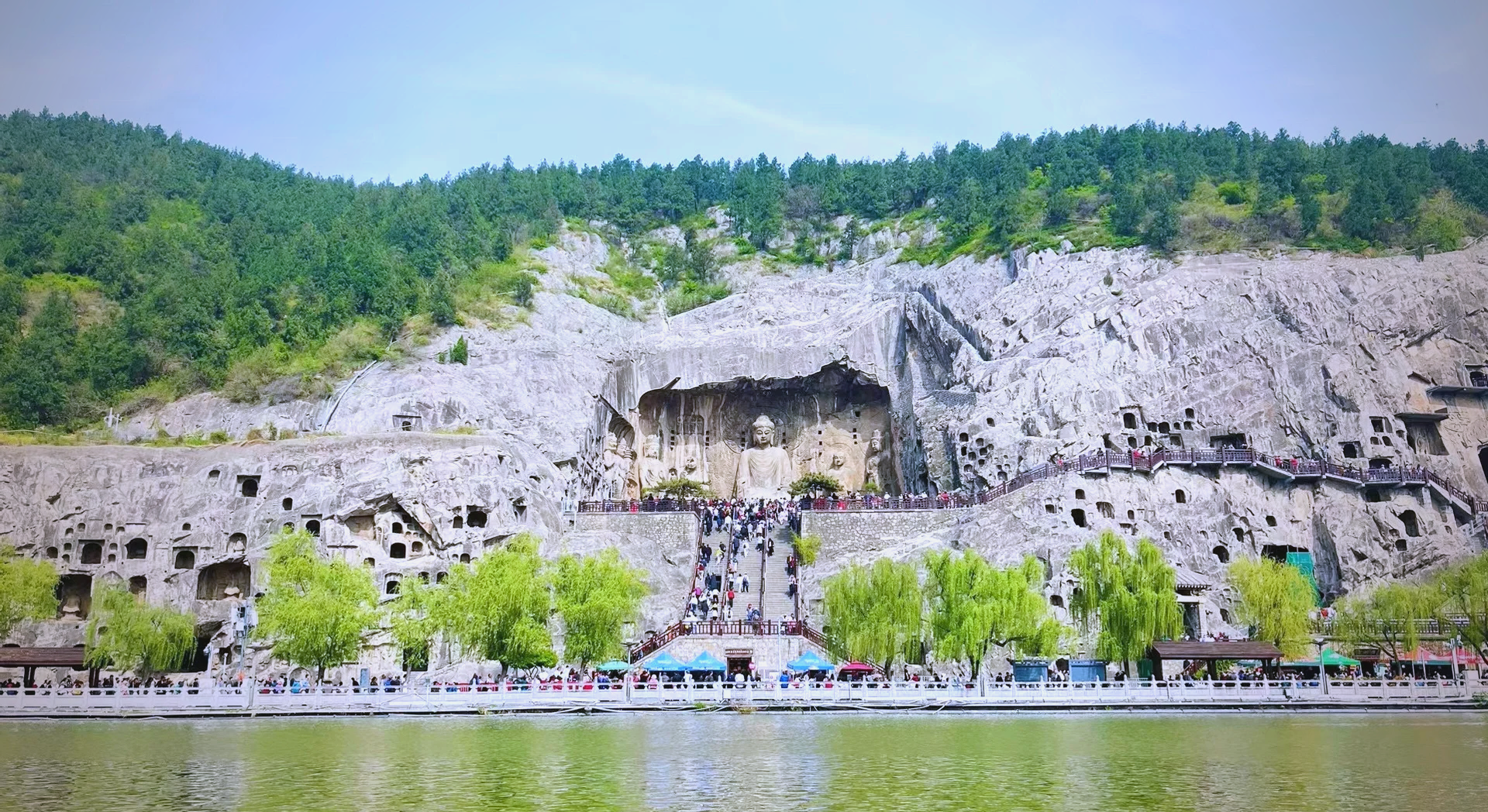 成都市植物园牡丹花陆续绽放进入观赏期