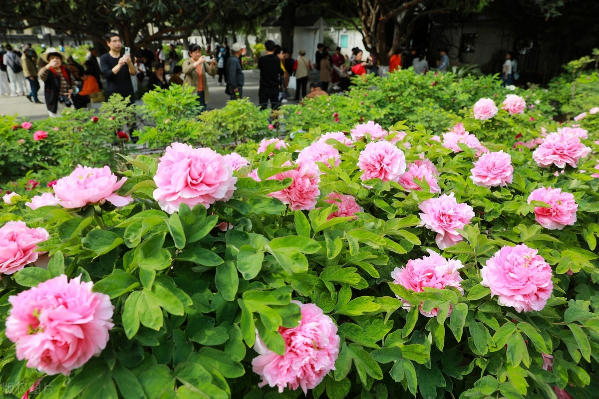 成都市植物园牡丹花陆续绽放进入观赏期