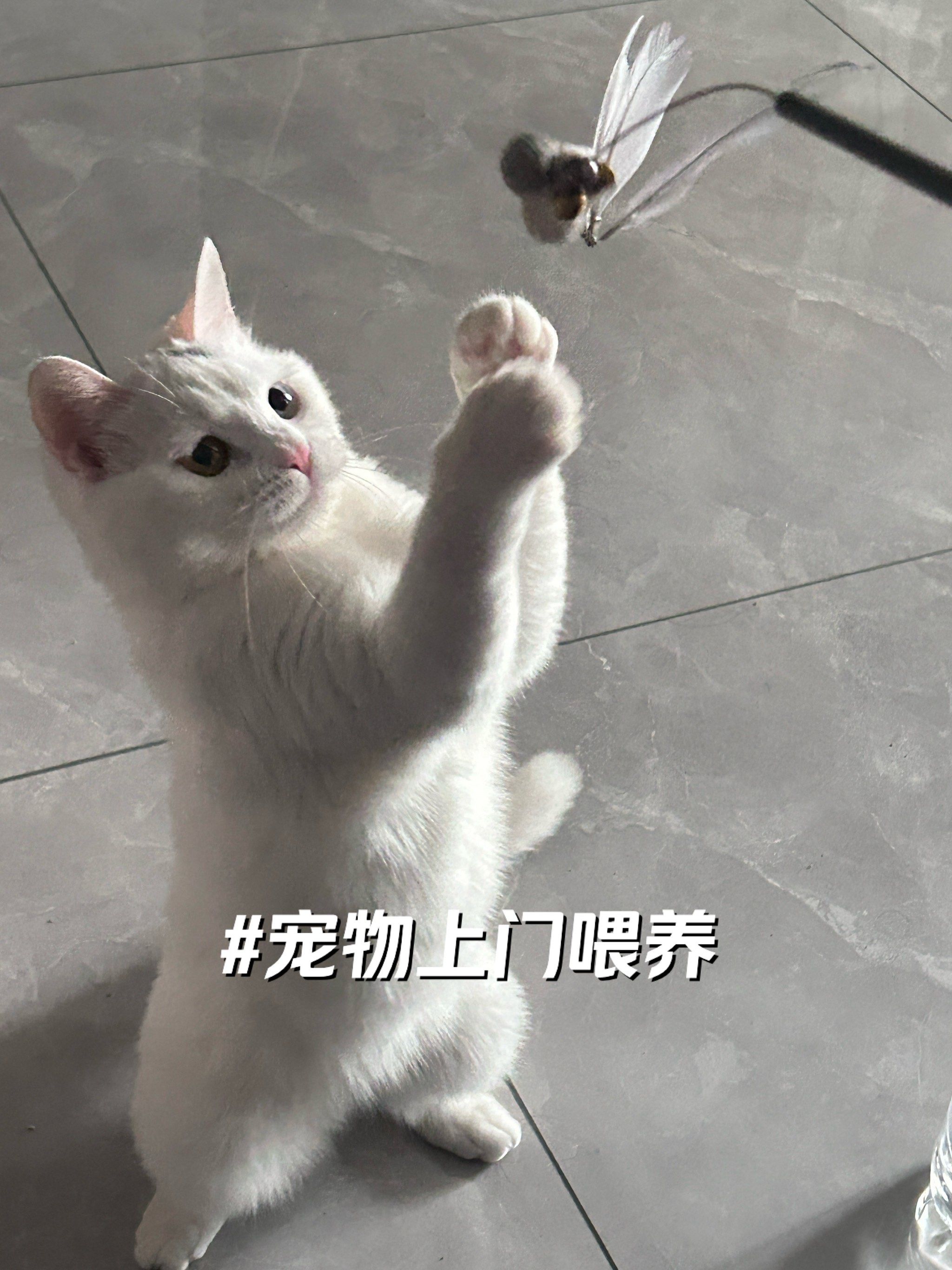 完善宠物服务保障,促进宠物消费生态健康发展