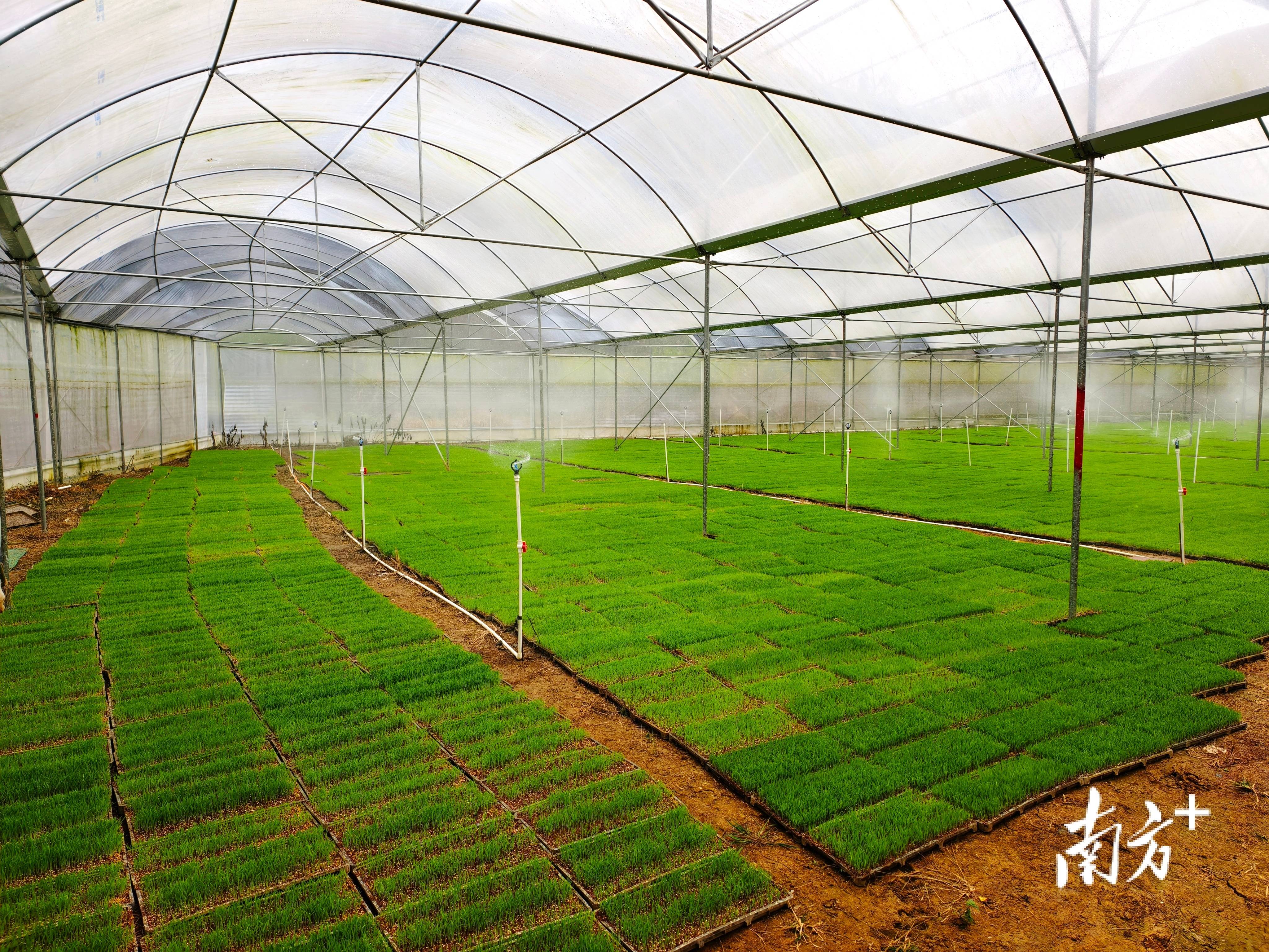 秧苗住“楼房”！长沙县智能育秧助力春耕生产