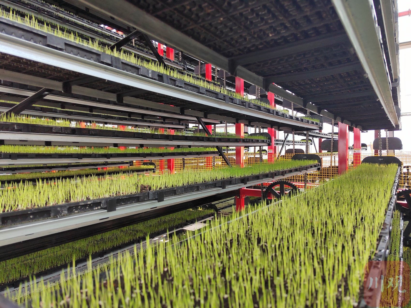 秧苗住“楼房”！长沙县智能育秧助力春耕生产