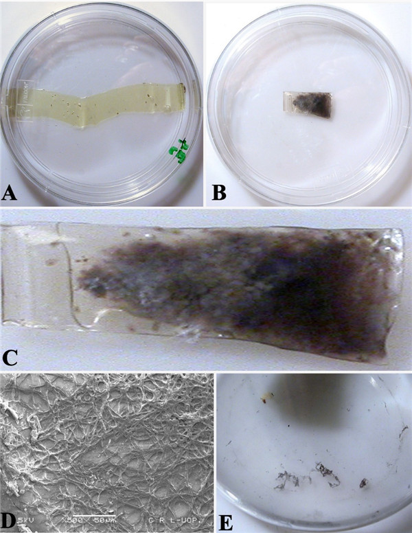安旭生物新注册《安旭生物实时温控孵育箱系统V1.0.0.10》项目的软件著作权